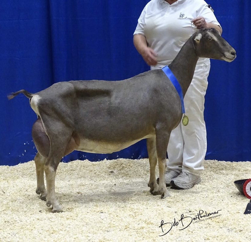 Adga National Show 2024 Results ree violetta